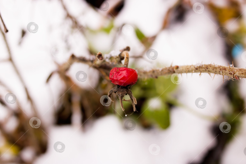 Скачать Один красный шиповник среди снега крупным планом фотосток Ozero