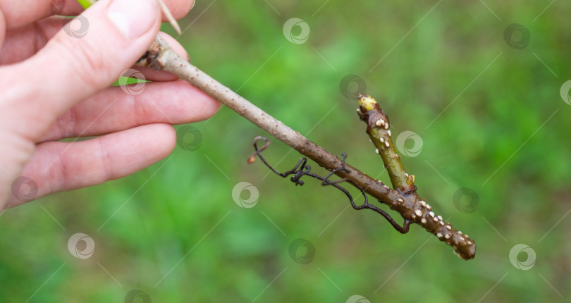 Скачать Стебель ветви с прорастающими зачатками корней крупным планом - вегетативное размножение садовых растений фотосток Ozero