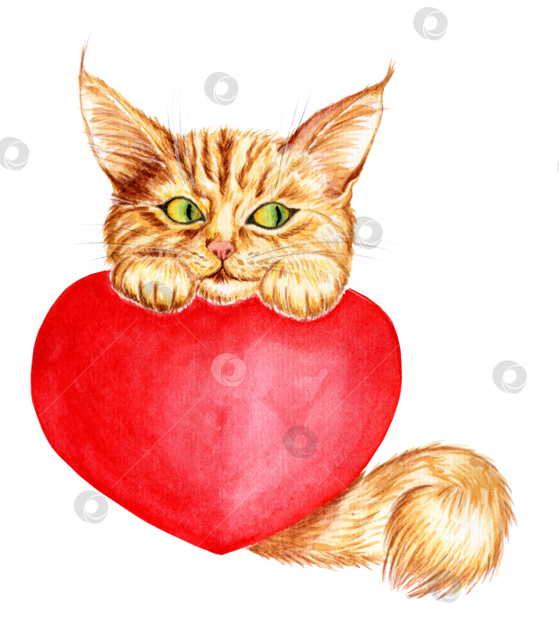 Скачать Рыжий котенок с сердечком фотосток Ozero