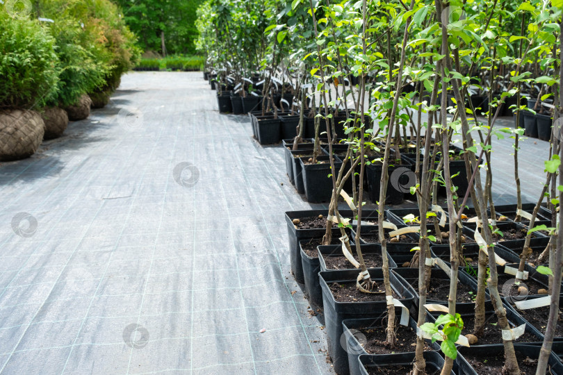 Скачать Питомник плодово-ягодных деревьев и кустарников для посадки на садовом участке в саду фотосток Ozero