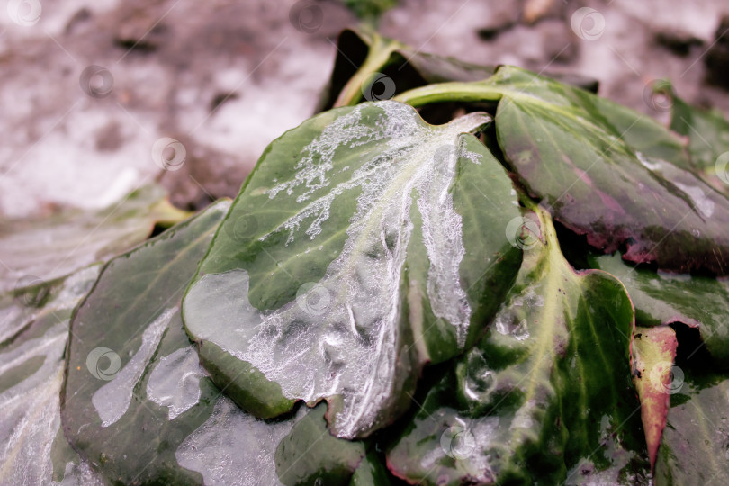 Скачать Лед на больших зеленых листьях растения фотосток Ozero
