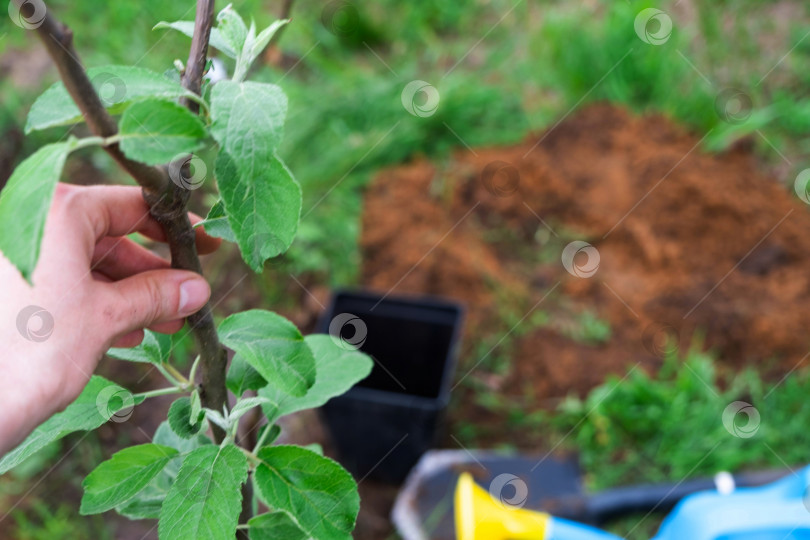 Скачать Саженец яблони в саду подготавливают к посадке в открытый грунт. Фруктовое дерево из питомника, выращивающее органические фрукты на вашем участке фотосток Ozero