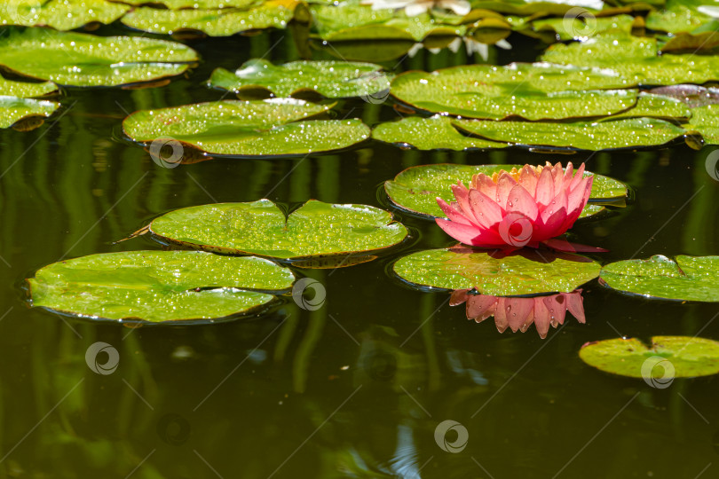 Скачать Крупная ярко-розовая водяная лилия или цветок лотоса на фоне оранжевого заката в пейзажном пруду. Крупный план. Нимфея отражается в воде. Атмосфера спокойного расслабления, счастья и любви. фотосток Ozero