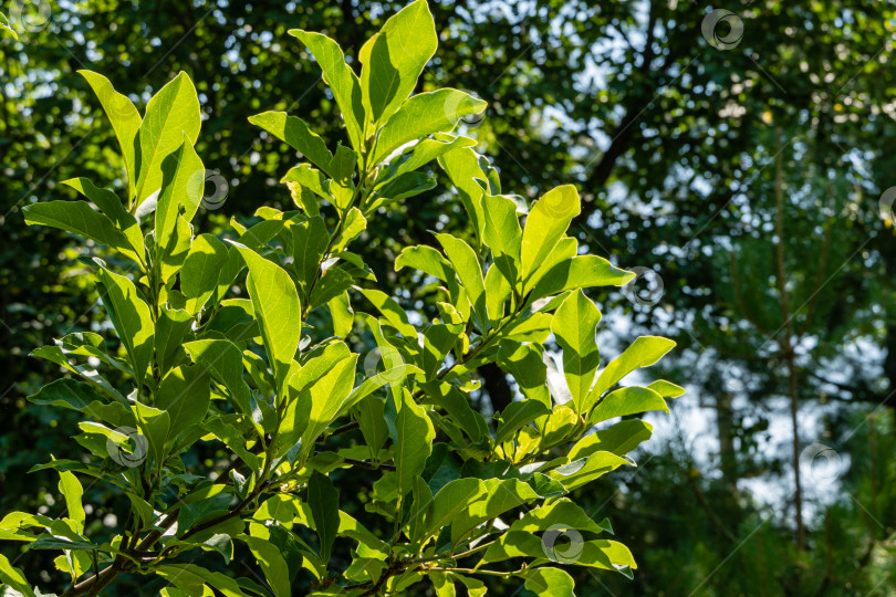 Скачать Листопадное дерево магнолия Сьюзан (Magnolia liliiflora x Magnolia stellata). Листья на ветке дерева на фоне солнечного света. Крупный план. Ландшафтный сад. Выборочный фокус. Концепция природы для дизайна. фотосток Ozero