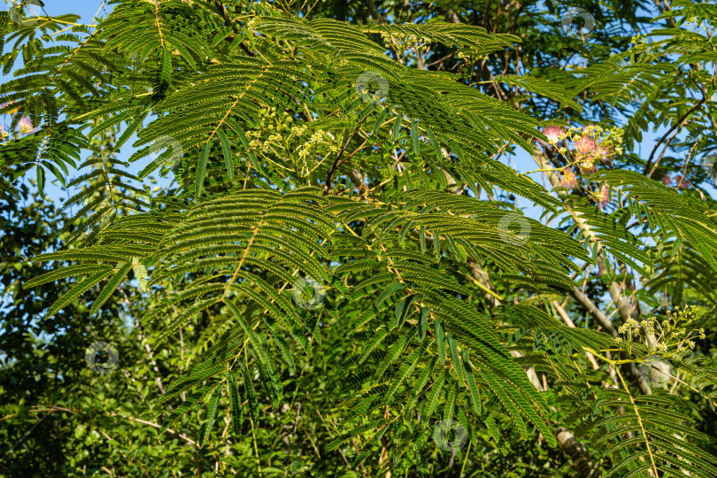 Скачать Albizia julibrissin - персидское шелковое дерево или розовое шелковое дерево семейства Fabaceae. Красивые резные листья на ветвях акации. Крупный план. Атмосфера расслабляющего отдыха и любви. Концепция природы для дизайна. фотосток Ozero