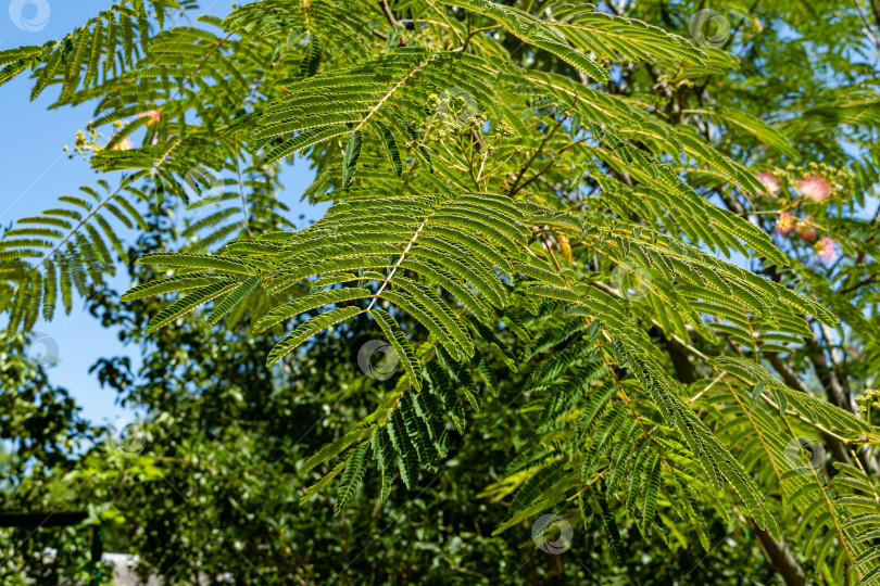 Скачать Albizia julibrissin - персидское шелковое дерево или розовое шелковое дерево семейства Fabaceae. Красивые резные листья и розовые цветы с приятным запахом на ветвях акации. Крупный план. Концепция природы для дизайна. фотосток Ozero