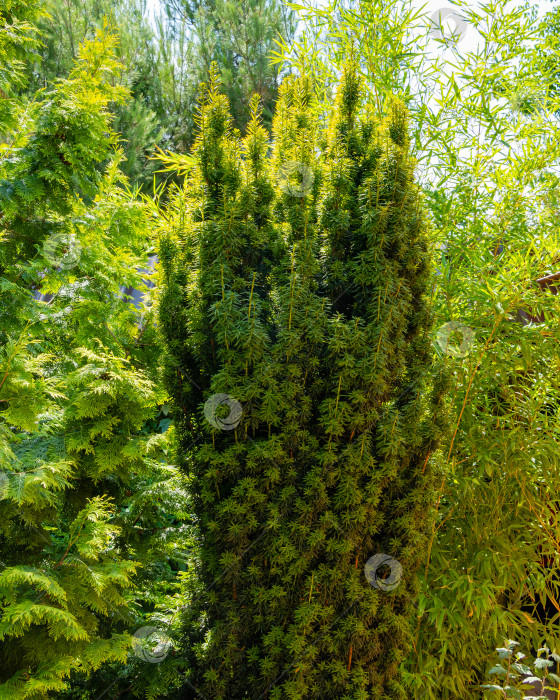 Скачать Высокий куст тиса Taxus baccata Fastigiata Aurea (английский тис, европейский тис) на размытом фоне вечнозеленых растений. Выборочный фокус. Вечнозеленый ландшафтный сад. Концепция природы для дизайна. фотосток Ozero