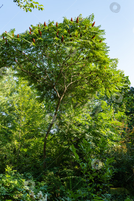 Скачать Дерево Rhus typhina (сумах рогатый, Anacardiaceae). Крупным планом молодое дерево с зелеными листьями на фоне голубого неба. Концепция природы свежих обоев. Атмосфера расслабляющего отдыха, счастья и любви. фотосток Ozero