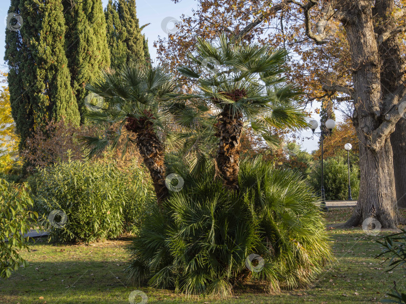 Скачать Красивая многоствольная пальма Chamaerops humilis, европейская веерная или средиземноморская карликовая пальма в ландшафтном парке города Сочи. Крупный план. Закат. Солнечный декабрьский день. фотосток Ozero