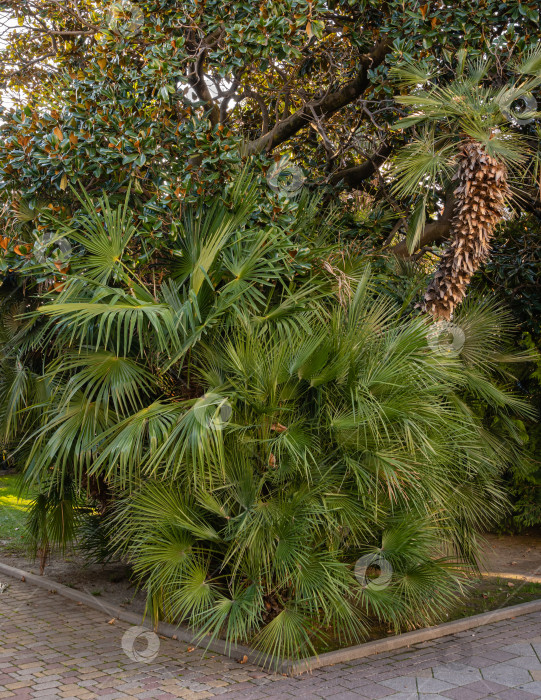 Скачать Красивая многоствольная пальма Chamaerops humilis, европейская веерная или средиземноморская карликовая пальма на фоне вечнозеленой южной магнолии - Magnolia Grandiflora. Ландшафтный парк города Сочи фотосток Ozero