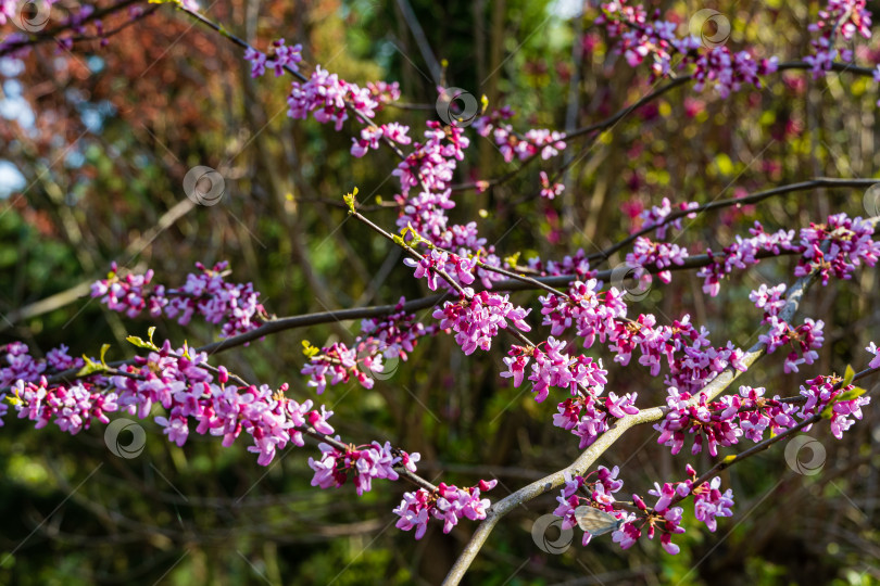 Скачать Фиолетовые цветы на ветвях красноплодной рябины или Cercis canadensis в весенний солнечный день. Розовые цветы иудиного дерева крупным планом на зелени сада. Выборочный фокус. Концепция природы для дизайна. фотосток Ozero