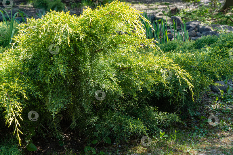 Скачать Молодые зеленые с желтыми кончиками веточки Juniperus pfitzeriana или Juniperus media Gold Saucer. Избирательный фокус. Можжевельник растет на берегах пруда. Размытый зеленый фон. Вечнозеленый ландшафтный сад. фотосток Ozero