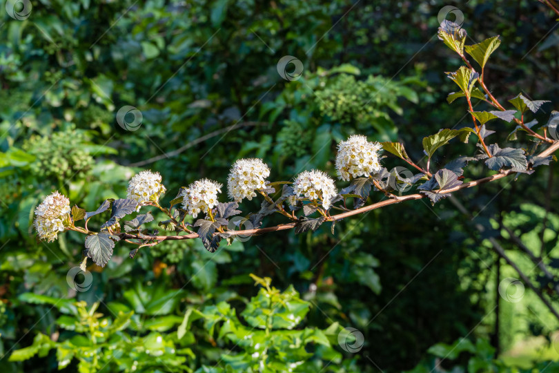 Скачать Physocarpus opulifolius diabolo или Ninebark. Соцветия белых цветов на ветке Physocarpus opulifolius diabolo или Ninebark с фиолетовыми листьями на размытом зеленом фоне. Избирательный фокус. фотосток Ozero