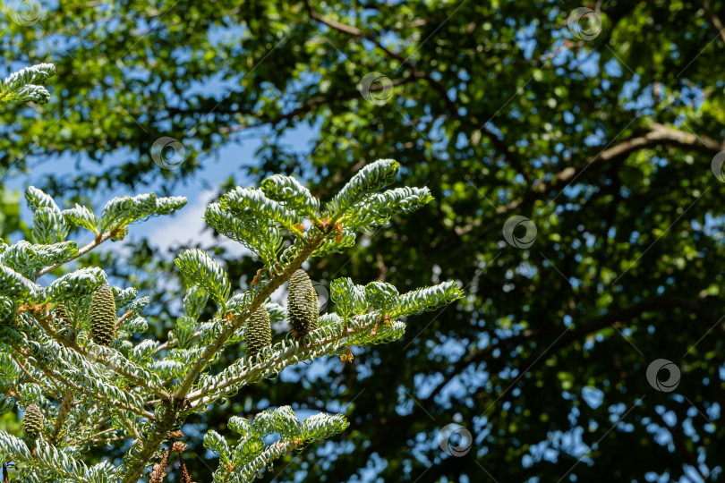 Скачать Ель Abies koreana Silberlocke с молодыми голубыми шишками на ветке. Размытый зеленый фон. Выборочный фокус. Зеленые и серебристые еловые иголки на ветках корейской пихты. Концепция естественного дизайна фотосток Ozero