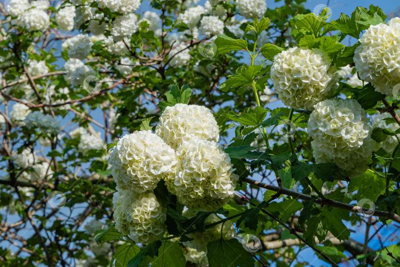 Скачать Калина белая или Viburnum vulgaris Sterilis, кустарник Снежный ком, европейский снежный ком. Белые цветы в виде огромных шаров на ветвях калины обыкновенной. Размытый фон. Выборочный фокус. Крупный план. фотосток Ozero