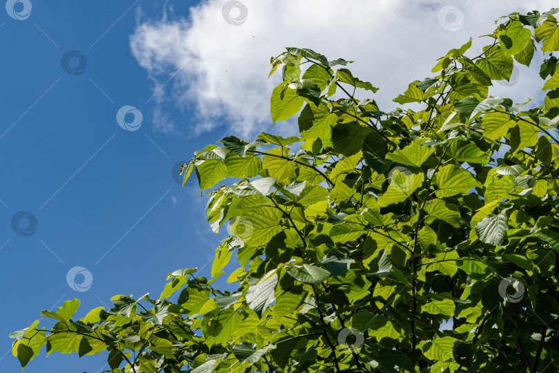 Скачать Липа кавказская на фоне голубого неба. Огромные ярко-зеленые листья на ветке липы. Естественная концепция весны, начала новой жизни. Избирательный подход. Атмосфера спокойствия, счастья и любви. фотосток Ozero