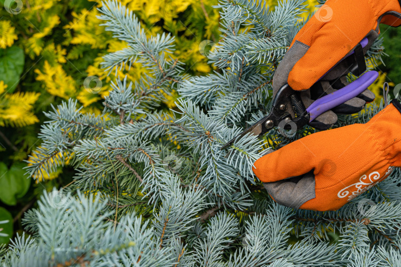 Скачать Формирование голубой Picea pungens Hoopsii. Обрезка молодых веточек Picea pungens Hoopsii. Крупным планом руки с кусачками. Ветви обрезаются секаторами. Руки защищены печатками. фотосток Ozero