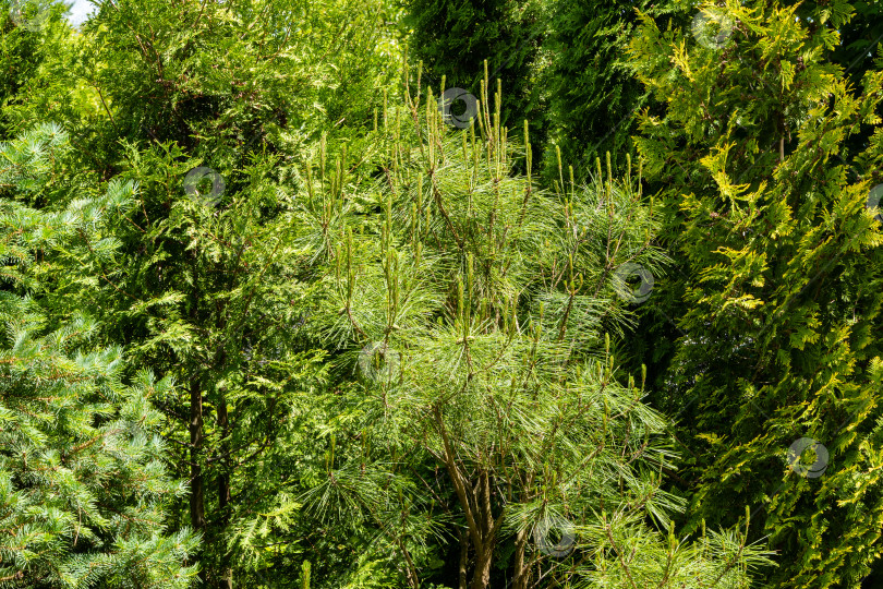 Скачать Сосна Pinus densiflora Umbraculifera. Молодые длинные побеги сосны Pinus densiflora Umbraculifera на фоне вечнозеленых растений. Вечнозеленый ландшафтный сад. Природная концепция дизайна. Избирательный подход. фотосток Ozero