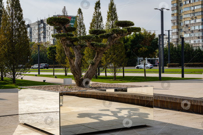 Скачать Красивые оливковые деревья бонсай (Olea europaea) на фоне многоэтажных жилых зданий. На заднем плане движение автомобилей. Общественный ландшафтный городской парк. фотосток Ozero