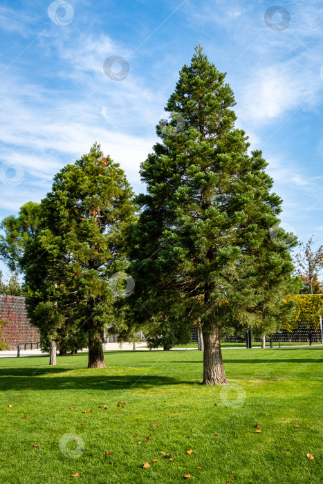Скачать Гигантский секвойадендрон (Giant sequoia или гигантская секвойя-гигант) в городском парке Краснодара. Крупный план. Три молодых деревца гигантского секвойадендрона растут на зеленой лужайке Галицкой площади. Солнечная осень 2020 фотосток Ozero