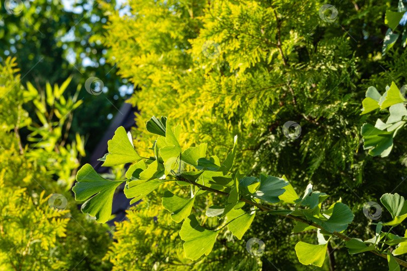 Скачать Дерево гинкго (Ginkgo biloba) или гингко. Ярко-зеленый молодой лист на размытом фоне золотистой листвы туи западной Aurea. Выборочный крупный план. Свежая концепция природы обоев. Место для вашего текста фотосток Ozero