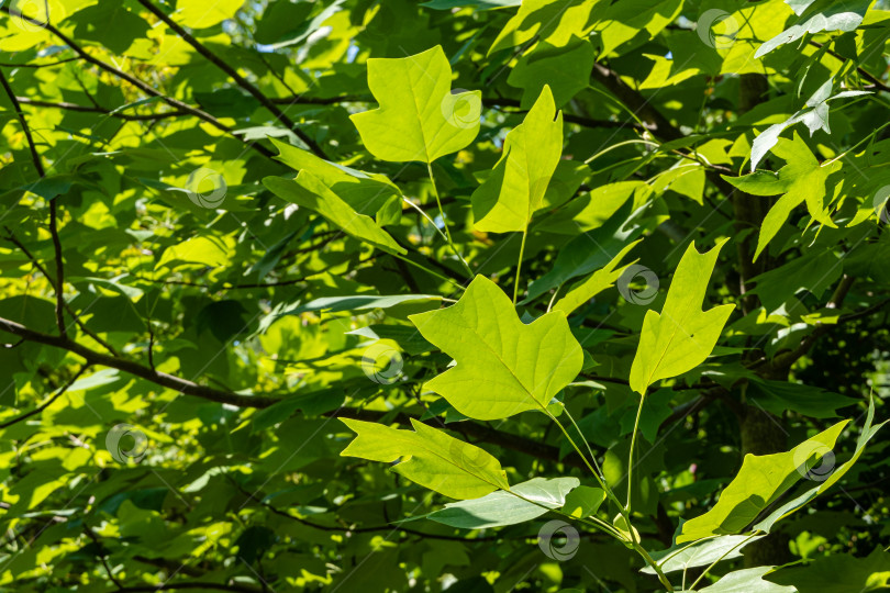 Скачать Тюльпанное дерево (Liriodendron tulipifera), называемое тюльпановым, американским или тюльпановидным тополем. Зеленые листья тюльпанного дерева на размытом фоне зелени. Ландшафтный сад. Выборочный фокус. Есть место для текста. фотосток Ozero