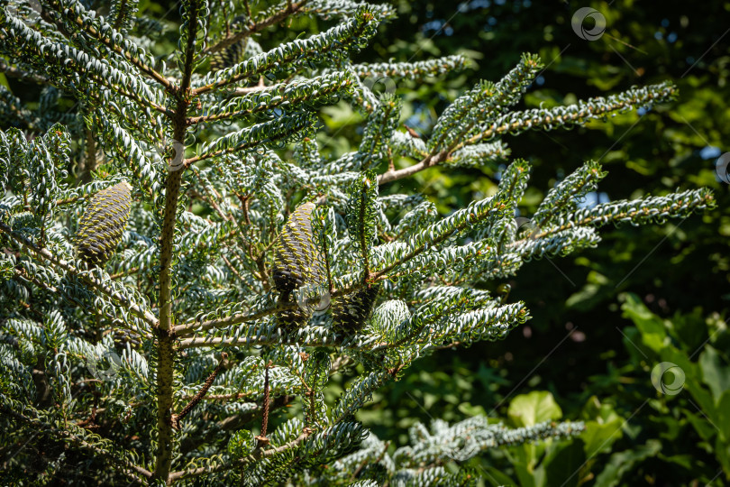 Скачать Ель Abies koreana Silberlocke. Молодые голубые шишки на ветке ели Abies koreana Silberlocke. Размытый фон. Выборочный фокус. Кружащиеся зеленые и серебристые иголки ели на ветках корейской ели. фотосток Ozero