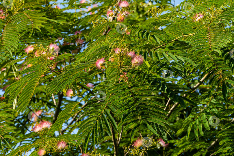 Скачать Albizia julibrissin - персидское шелковое дерево или розовое шелковое дерево семейства Fabaceae. Красивые резные листья и розовые цветы с приятным запахом на ветвях акации. Крупный план. Концепция природы для дизайна. фотосток Ozero