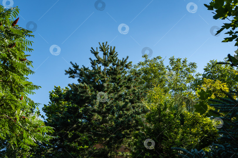 Скачать Японская сосна Pinus parviflora Glauca. Японская сосна Pinus parviflora Glauca с сосновыми шишками на фоне голубого летнего неба. Вечнозеленый ландшафтный сад. Концепция дизайна природы Северного Кавказа. фотосток Ozero