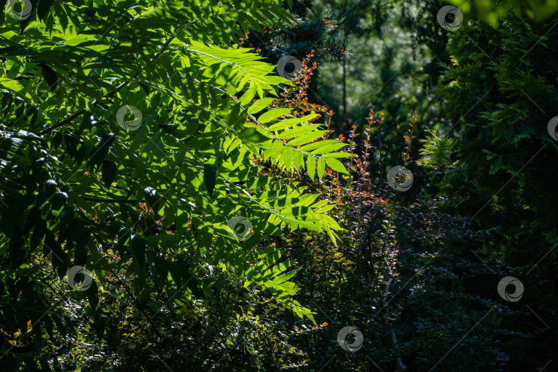 Скачать Дерево Rhus typhina (сумах рогатый, Anacardiaceae). Молодые зеленые листья на ветке Rhus typhina на фоне фиолетовых листьев барбариса Berberis thunbergii. Концепция природы для дизайна. фотосток Ozero