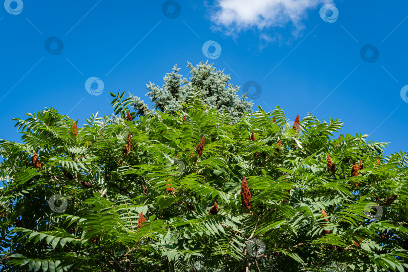 Скачать Дерево Rhus typhina (сумах рогатый, Anacardiaceae). Дерево с зелеными резными листьями на фоне голубого неба. Ярко-зеленые листья сумаха на гибкой ветке. Концепция природы Северного Кавказа для дизайна. фотосток Ozero