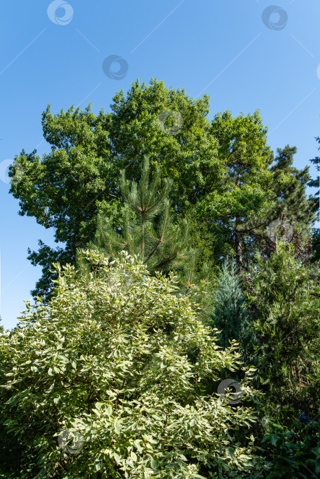 Скачать Cornus alba Elegantissima или Swidina - белые, окруженные вечнозелеными растениями. Пестрые листья на ветвях куста Cornus alba Elegantissima. Атмосфера расслабляющего праздника счастья и любви. фотосток Ozero