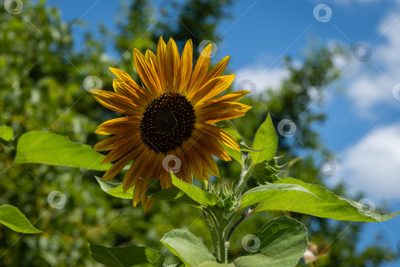 Скачать Декоративный подсолнух (Helianthus annuus). Огромные золотистые лепестки декоративного подсолнуха (Helianthus annuus) на размытом фоне зелени и голубого неба. Крупный план. Концепция природы. фотосток Ozero