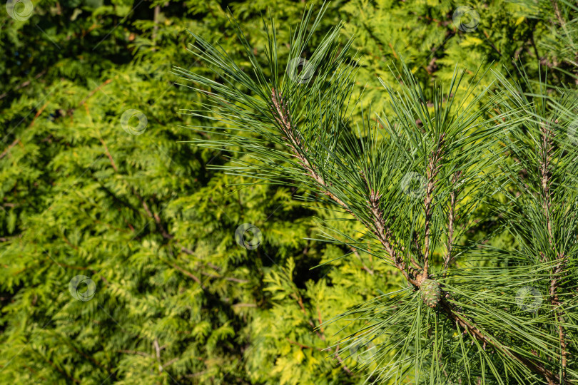 Скачать Pinus densiflora Umbraculifera в вечнозеленом ландшафтном саду. Крупный план. Зеленые прошлогодние шишки на сосновой ветке. Размытый желто-зеленый фон. Выборочный фокус. Текстура. Природа Северного Кавказа. фотосток Ozero