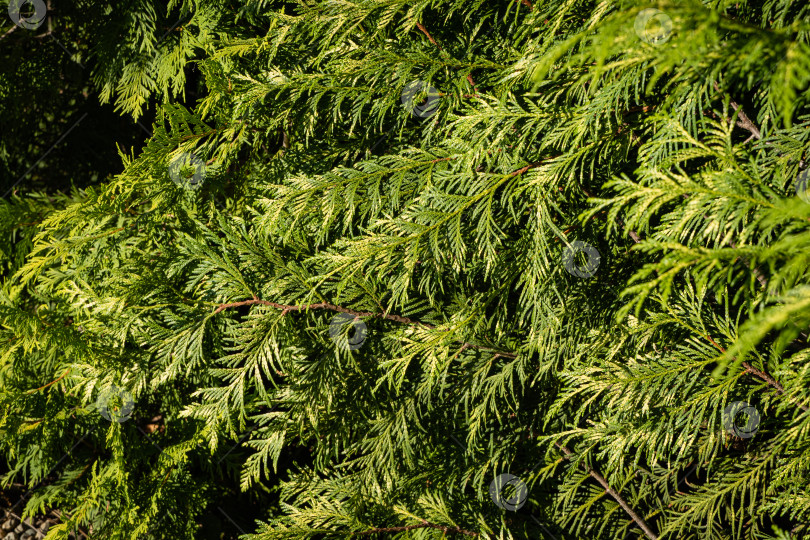 Скачать Thuja plicata Zebrina в вечнозеленом ландшафтном саду. Крупный план. Желто-зеленые листья на ветке Thuja plicata Zebrina. Размытый желто-зеленый фон. Выборочный фокус. Текстура. Природа Северного Кавказа фотосток Ozero