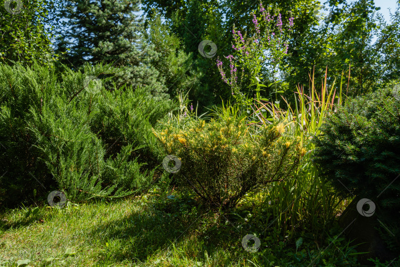 Скачать Можжевельник казацкий и можжевельник казацкий Juniperus sabina Tamariscifolia на размытом фоне водной глади пруда. Селективный фокус. Lythrum salicaria или пурпурный пырей на заднем плане. фотосток Ozero