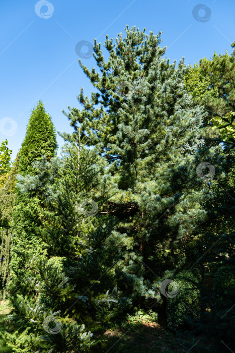 Скачать Великолепная японская сосна Pinus parviflora Glauca. Корейская ель Abies koreana. Крупный план. Вечнозеленый ландшафтный сад. Дизайн парка. Природа Северного Кавказа. Летний солнечный день. Концепция природы. фотосток Ozero