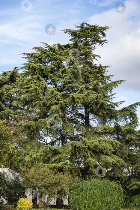 Скачать Гималайский кедр, Cedrus Deodara (Кедр Деодар, гималайский кедр). Высокое хвойное дерево на фоне голубого неба. Ландшафтный парк в городе Сочи. Сочи - город-больница.Поздняя осень.Концепция природы для дизайна фотосток Ozero