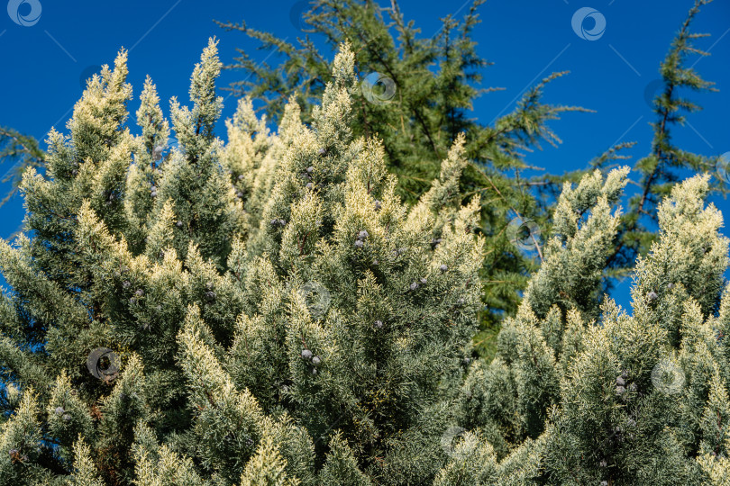 Скачать Кипарис аризонский (Cupressus arizonica) "Голубой лед" с коричневыми шишками в кооперативном парке недалеко от Сочинского морского торгового порта. Крупный план. Общественный ландшафтный парк с декоративными тропическими деревьями. Место отдыха. фотосток Ozero