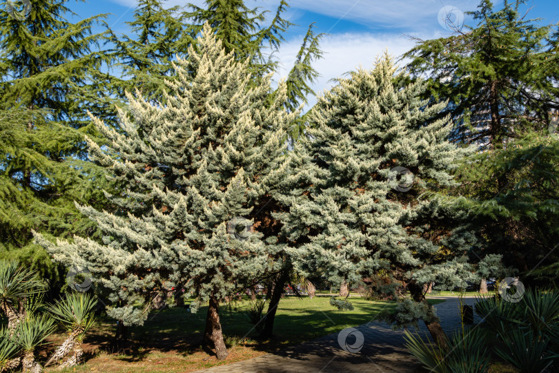 Скачать Кипарис аризонский (Cupressus arizonica) "Голубой лед" с коричневыми шишками в кооперативном парке недалеко от Сочинского морского торгового порта. Крупный план. Общественный ландшафтный парк с декоративными тропическими деревьями. Место отдыха. фотосток Ozero