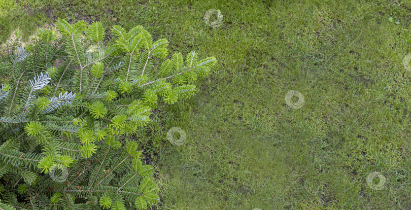 Скачать Ель Abies koreana. Молодые ярко-зеленые побеги на ветвях ели Abies koreana на фоне зеленой травы. Выборочный фокус. Концепция природы для дизайна.Есть место для текста. фотосток Ozero