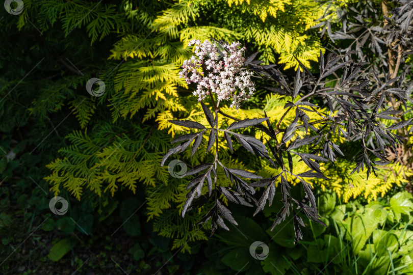 Скачать Цветущая черная бузина (Sambucus nigra) с резными фиолетовыми листьями. Белые соцветия и фиолетовая листва на размытом желто-зеленом фоне туи западной золотой. Селективный фокус. фотосток Ozero