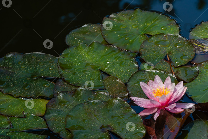 Скачать Водяная лилия или цветок лотоса Marliacea Rosea. Цветы лотоса с розовыми лепестками в красивом пруду. Вечнозеленый ландшафтный сад. Крупный план.  Концепция природы для дизайна. Есть место для текста. фотосток Ozero