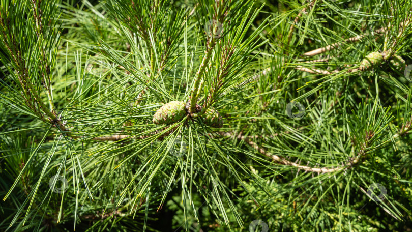 Скачать Pinus densiflora Umbraculifera. Красивые зеленые прошлогодние шишки на длинных побегах Pinus densiflora Umbraculifera. Крупный план. Солнечный день в летнем саду. Концепция природы для дизайна. Избирательный фокус фотосток Ozero