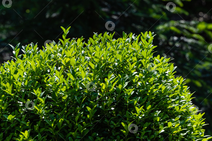 Скачать Самшит Buxus sempervirens или европейский самшит с яркой блестящей молодой зеленой листвой. Размытый зеленый фон. Закрыть. Выборочный фокус. Вечнозеленый ландшафтный сад. Место для вашего текста. фотосток Ozero