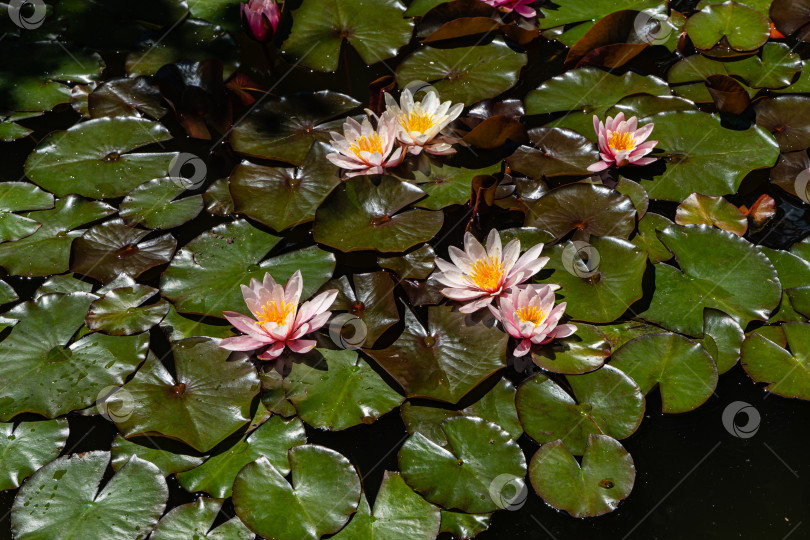 Скачать Водяная лилия или цветок лотоса Marliacea Rosea. Цветы лотоса с розовыми лепестками в красивом пруду. Вечнозеленый ландшафтный сад. Крупный план.  Концепция природы для дизайна. Есть место для текста. фотосток Ozero