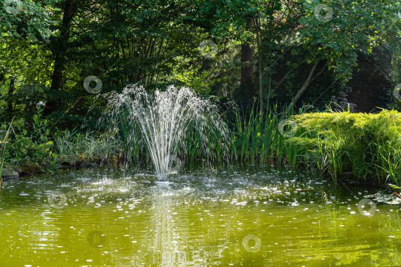 Скачать Красивый садовый пруд с каменными берегами и каскадным фонтаном на фоне вечнозеленых растений. Вечнозеленый ландшафтный сад. Атмосфера спокойного расслабления и любви. Место для вашего текста. фотосток Ozero