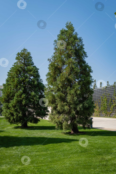 Скачать Городской парк Краснодара или парк Галицкого. Два молодых секвойадендрона гигантеум (гигантская секвойя или гигантское красное дерево) на фоне голубого неба. Гигантский секвойадендрон, Сьерра-редвуд, сьерранская секвойя, Веллингтония. фотосток Ozero