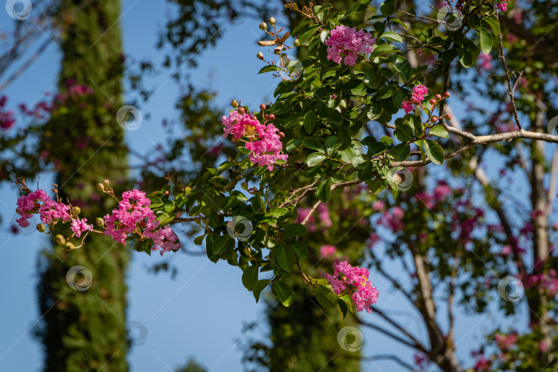 Скачать Огромные деревья мирта обыкновенного (Lagerstroemia indica) цветут розовыми цветами. Городской парк "Краснодар" или парк Галицкого для отдыха и прогулок. Крупный план. Ландшафтный парк вокруг футбольного стадиона. фотосток Ozero