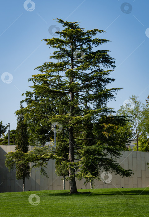 Скачать Высокий красивый ливанский кедр (Cedrus libani) на зеленой лужайке. Городской парк "Краснодар" или парк Галицкого. Место отдыха жителей города в любое время года. Солнечный день. Осень 2020 фотосток Ozero